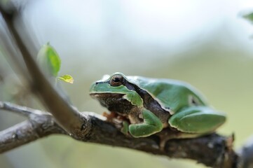 European tree frog