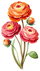 Stunning Ranunculus Flower Illustration with Layered Orange and Pink Petals - Perfect for Spring and Romantic Floral Designs, Ranunculus Flower Vector Illustration. Ranunculus Vector Illustration

