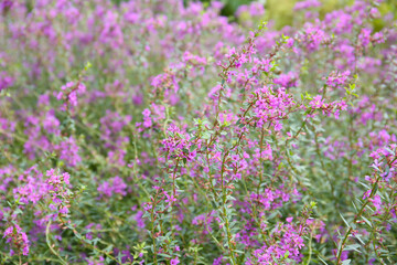 floral background of blooming loosestrife in a garden