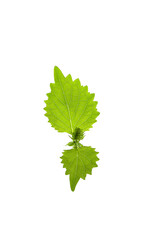 flowers and leaves of green shiso isolated on a white background