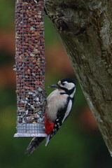 woodpecker