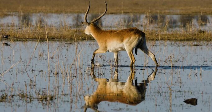 Close-up side view of a male Red Lechwe walking in the Okavango  Delta