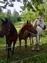 Fototapeta premium Horses in a meadow