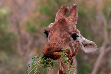 close-up of a feeding giraffe
