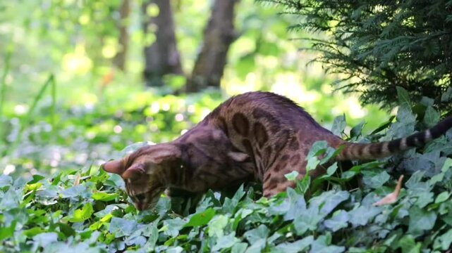 playing bengal cat, bengal cat in the green, wild brown tomcat, tomcat in ivy, Bengal cat outside, Bengal cat looking for prey