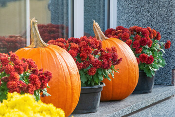 A festive fall arrangement featuring bright orange pumpkins and vibrant red chrysanthemums in pots, displayed on a stone windowsill. Yellow flowers add a pop of contrasting color