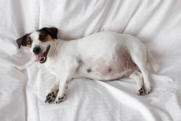 Pragnant Dog relaxing on sofa