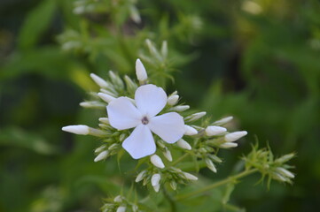 white flowers in the garden