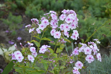 flowers in the garden флоксы