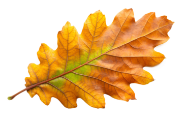Isolated autumn oak leaf on transparent background with vivid colors