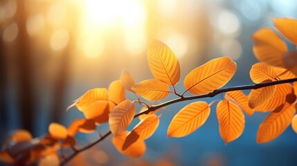 Autumn yellow leaf closeup. Bright orange tree change. Blur bokeh on background. Golden color in park Light sunny warm october day. Red leaves in garden Sun in blue sky. Fall nature woods sunset scene