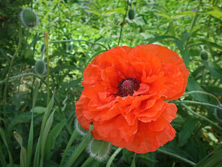 Big bright poppies in a pretty spring garden. Big red double Oriental poppies, old Finnish cultivar Olympia, growing in a garden in spring, closeup with selective focus