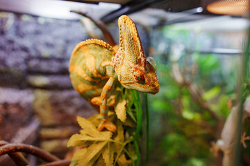 Chameleon on a twig in a home aquarium. An unusual pet. Terrarium with exotic animals.