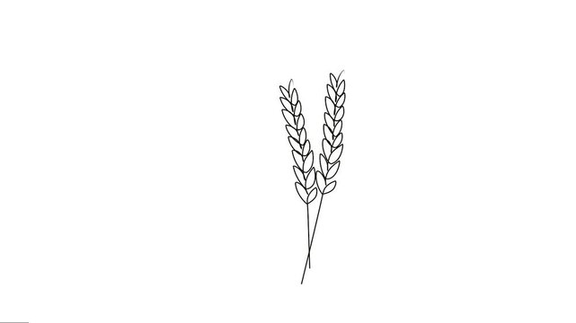 Grain of wheat animated continuous single-line drawing. Natural food outlines motion graphics. 