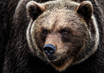A close up of a Brown (Grizzly) Bear