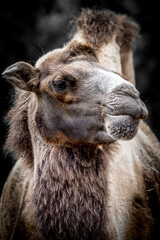 close-up portrait of a camel on a dark background