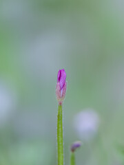 small willowherb flower, rain drop, water drop on blossom, water drop on flower, pastel-colored petals, purple flowers, green background, soft willowherb