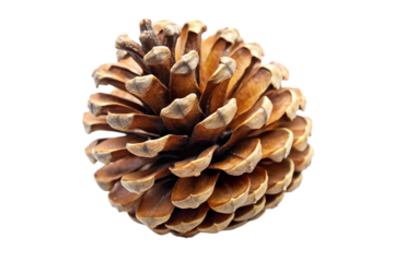 Brown pine cone isolated on transparent background