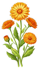 
Vibrant Calendula Flower Vector Illustration - Bright Orange Blooms with Lush Green Foliage, Perfect for Herbal and Medicinal Themes, Calendula Vector Illustration, Calendula Illustration

