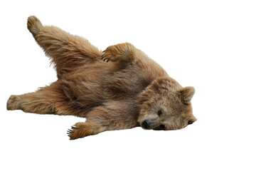 Brown Bear (Ursus arctos) Isolated on a Transparent Background PNG