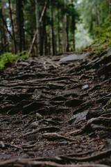 A winding forest trail covered in exposed tree roots and rocks during daytime, illuminated by soft natural light in a dense woodland setting
