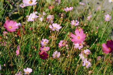 Colorful wildflowers bloom abundantly in a sunlit meadow during late spring, showcasing a variety...
