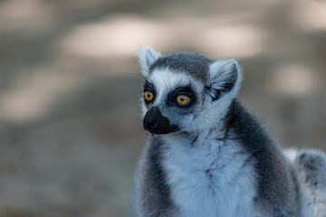  portrait of a ring-tailed lemur