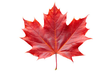 Single red maple leaf isolated on transparent background