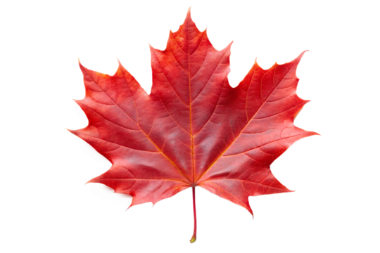 Single red maple leaf isolated on transparent background