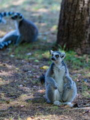 portrait of a ring-tailed lemur