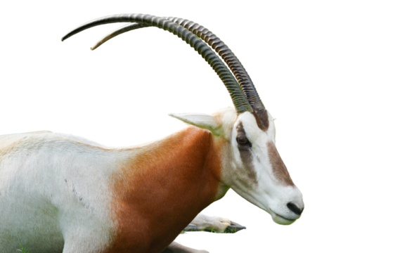Scimitar Oryx (Oryx dammah) Isolated on a Transparent Background PNG