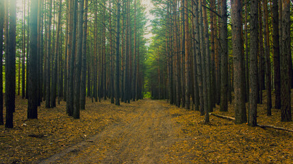 The natural landscape. The road through the autumn forest