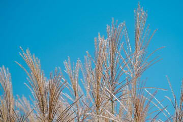 Obraz premium Frost-covered grass sways gently under the clear blue sky in early morning light