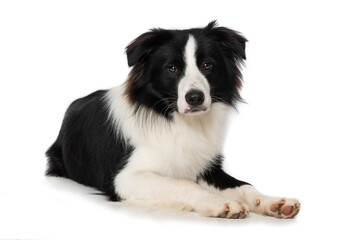 Young border collie dog on white background