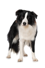 Young border collie dog standing on white background