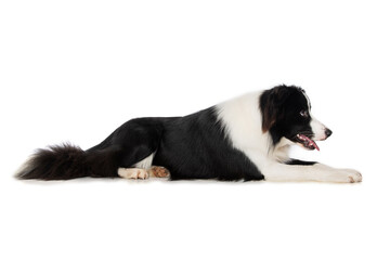 Young border collie dog on white background