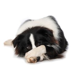 Young border collie dog is ashamed