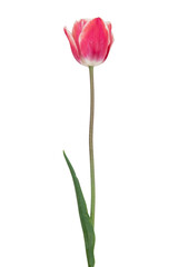 Obraz premium Tulip isolated on white background. Clipping path