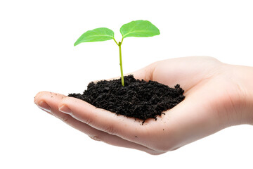 A hand carefully cradling a small plant or seedling, symbolizing growth or nature