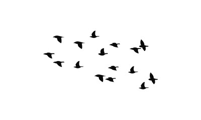 Flying Birds Vector Illustration Collection. 