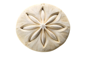 Close-up of sand dollar showcasing delicate texture