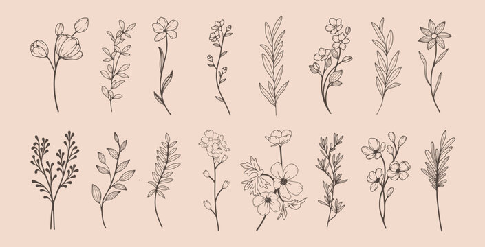 Collection of simple delicate hand drawn flowers, leaves and branches in line art style. Trendy vector botanical sketch illustration on beige background