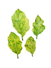 leaves that lack the element magnesium