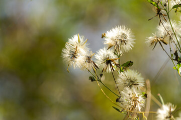thistle in the wind