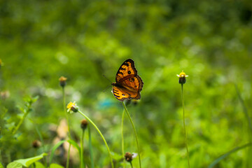 butterfly on flower