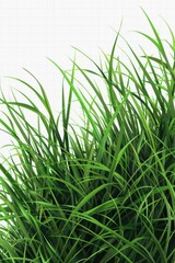 Fototapeta premium Close up of vibrant green grass in a field.
