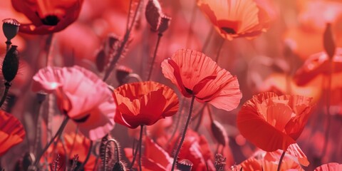 Vibrant poppy flowers in a field, red flowers against green foliage. Remembrance symbol.