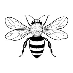 Hand drawn bee. Vector illustration