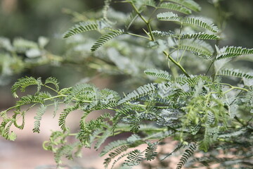 picture by sabir .this is a common tree in our area 