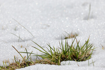 Green grass covered with fresh white snow. Early frost